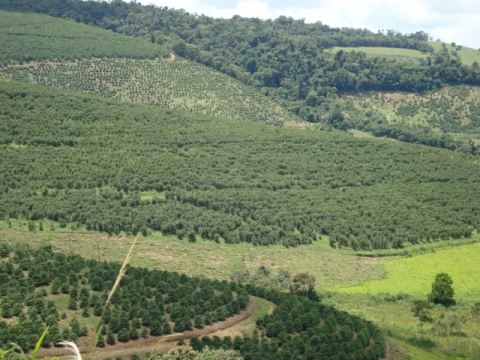 Fazenda
